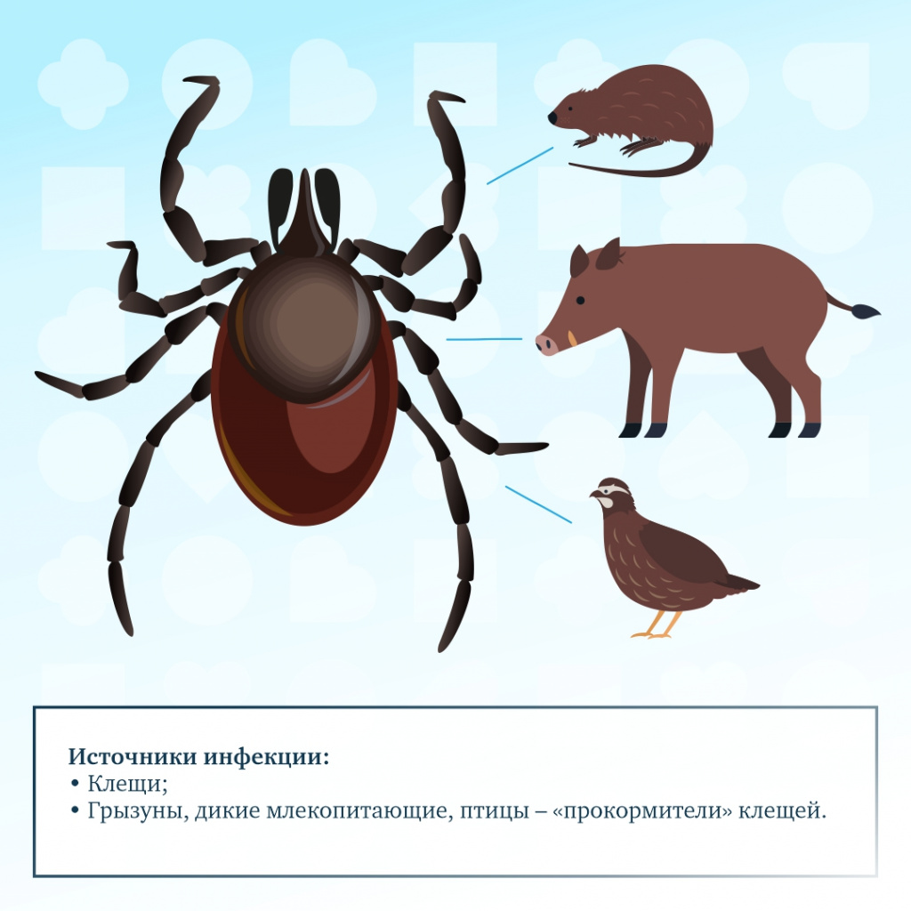 Клещевой энцефалит - 2